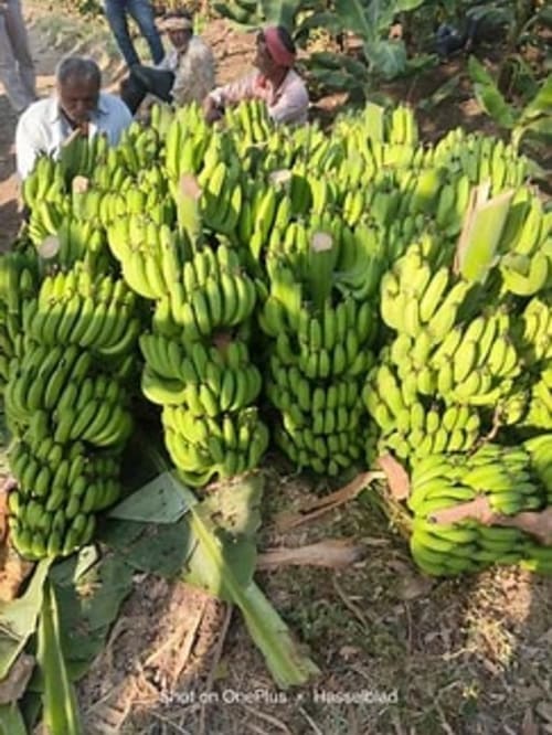 bananas(matoke) 10kg