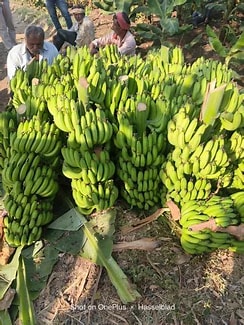 banana(matoke) 30kg